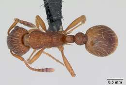 Image of Myrmica gallienii Bondroit 1920