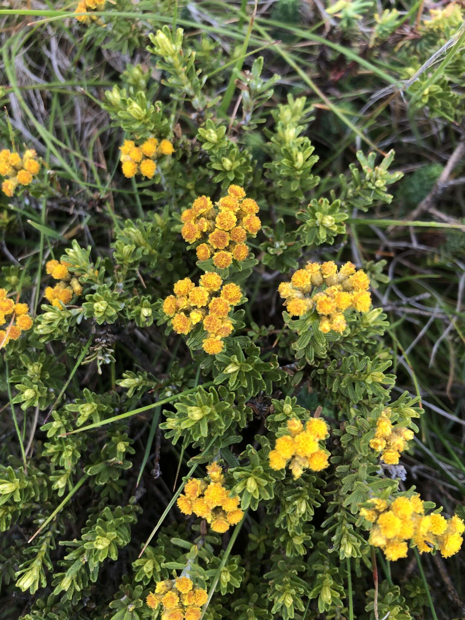 Image de Helichrysum trilineatum DC.