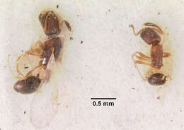 Image of Cardiocondyla nuda (Mayr 1866)