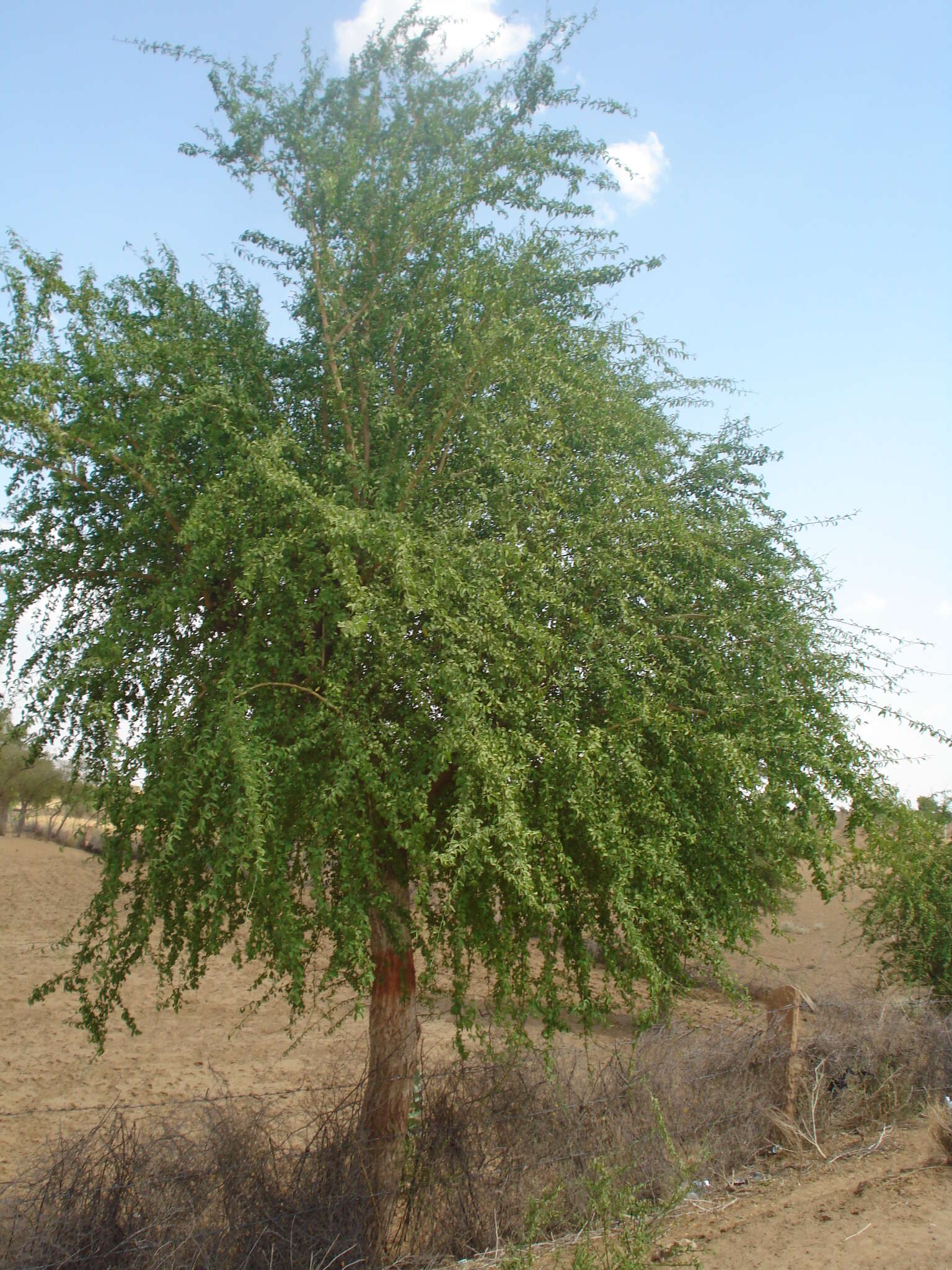 Image of Balanites aegyptiaca (L.) Delile