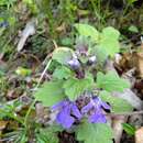 Image of Ajuga lobata D. Don