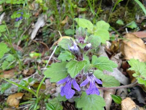 Image of Ajuga lobata D. Don