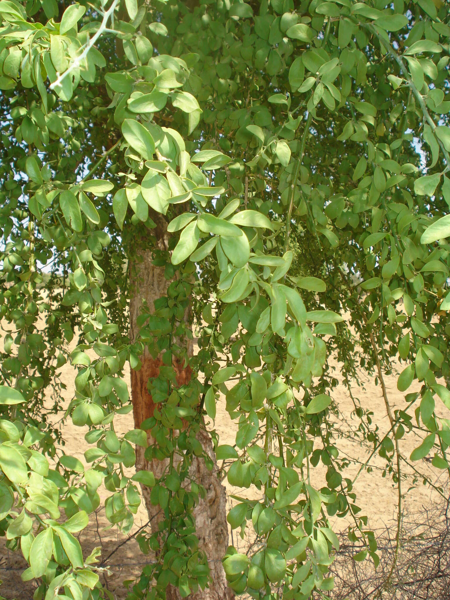 Image of Balanites aegyptiaca (L.) Delile