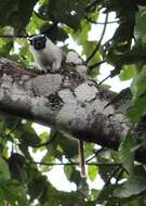 Image of Brazilian Bare-faced Tamarin