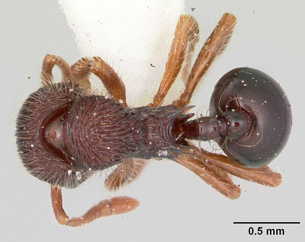 Image of Lachnomyrmex regularis