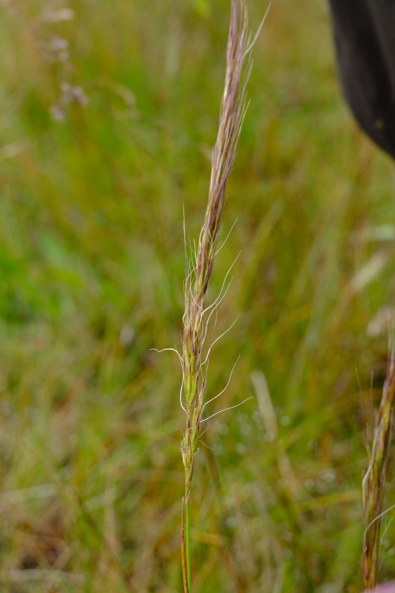 Sivun Pentapogon quadrifidus (Labill.) Baill. kuva