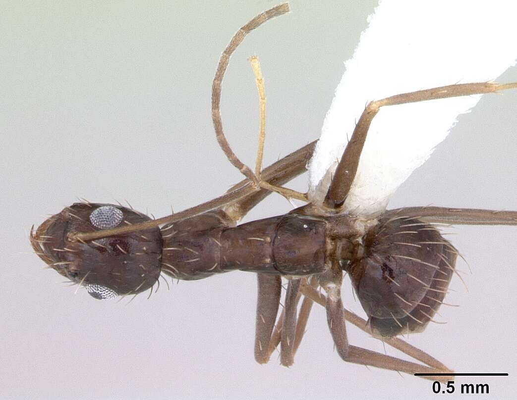 Image of Black Crazy Ant