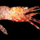 Image of cleaner shrimp