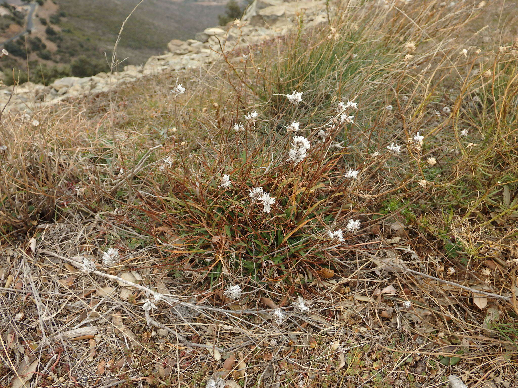 Image of Armeria ruscinonensis subsp. littorifuga (Bernis) Malagarriga