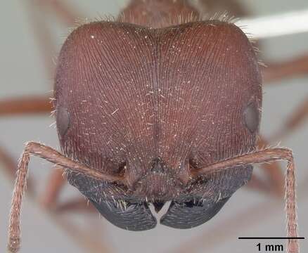 Image of Florida Harvester Ant