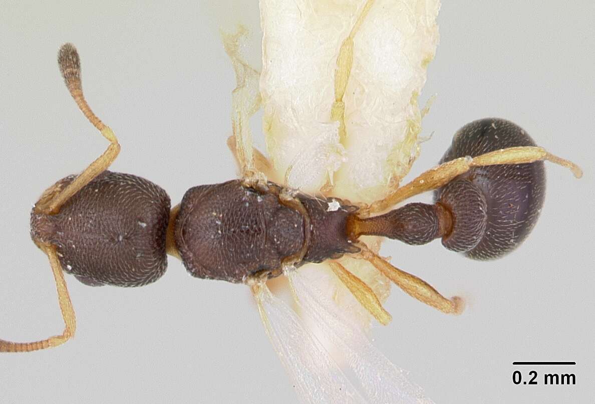 Image of Ant