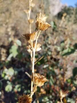 Image of Palmer's Indian mallow