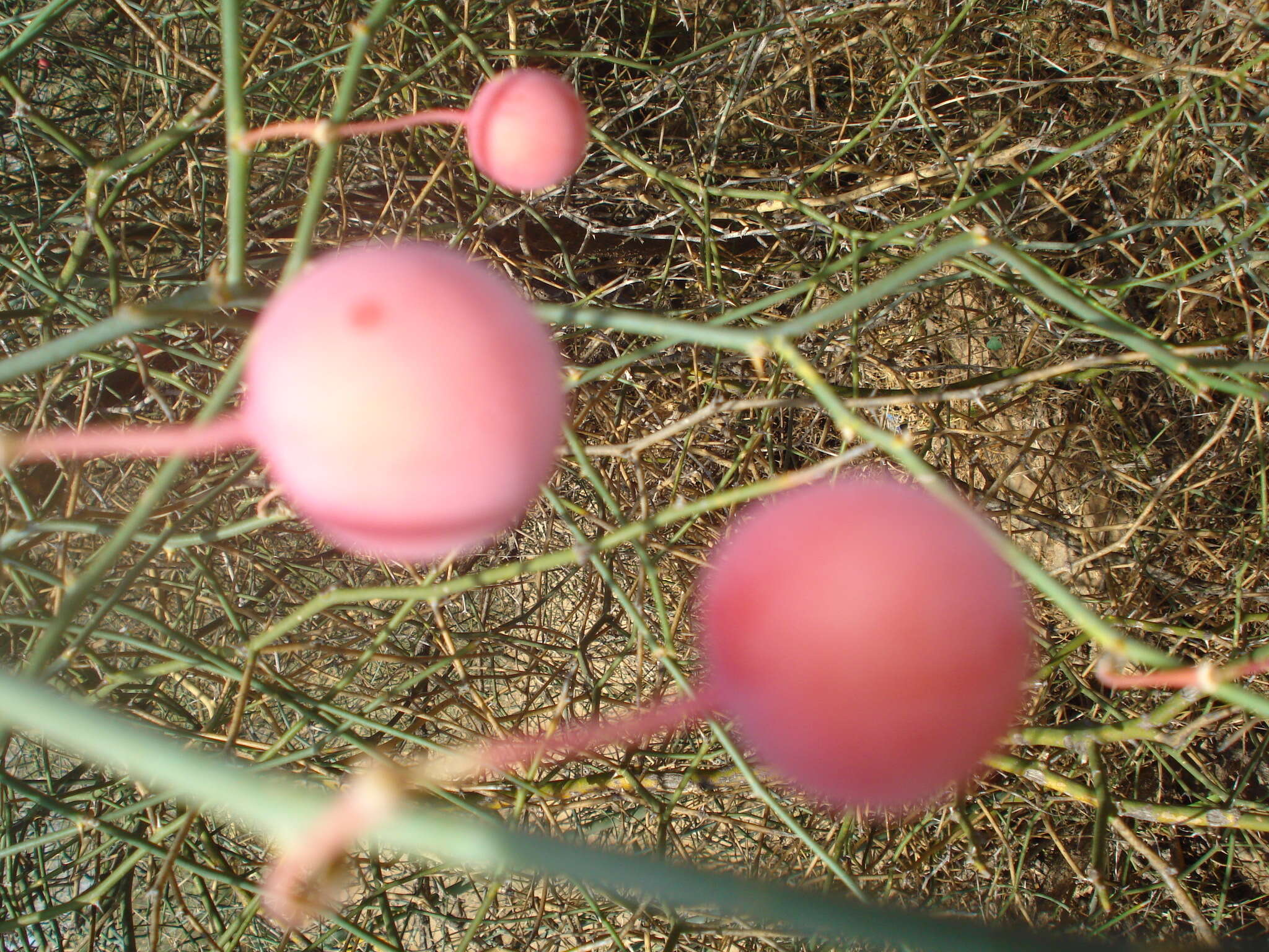 Image de Capparis decidua (Forsk.) Edgew.