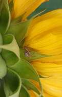 Image of common crab spider