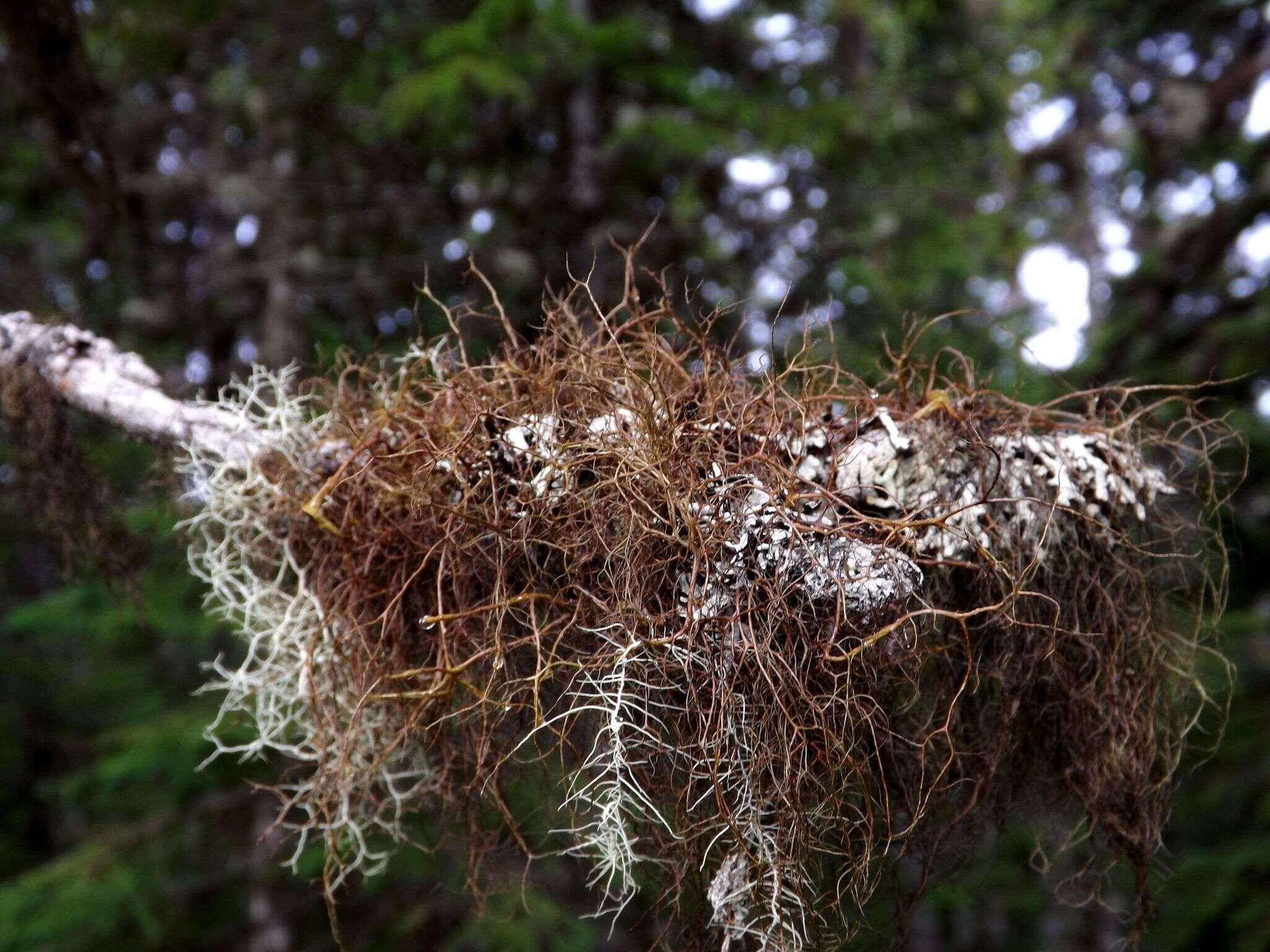 Image of bryocaulon lichen