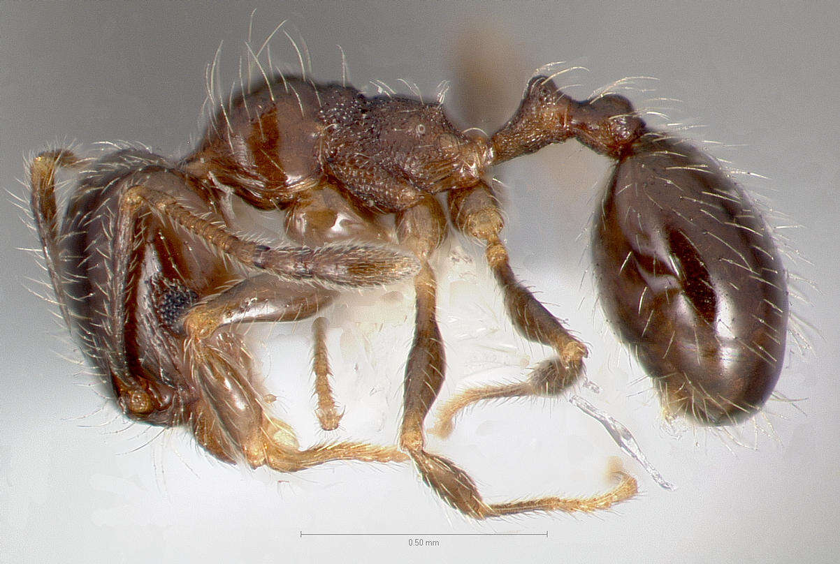 Image de Pheidole bicarinata Mayr 1870