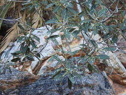 Image of Ficus desertorum