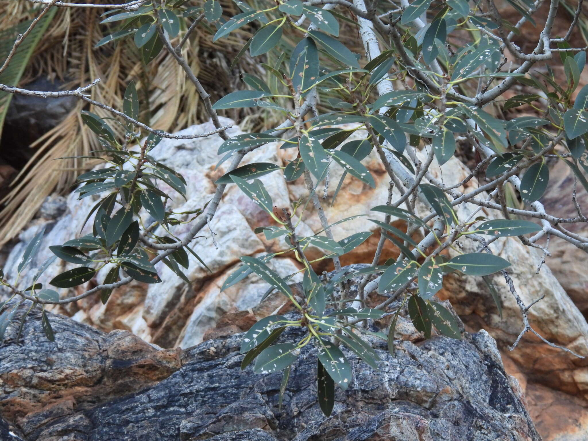 Image of Ficus desertorum