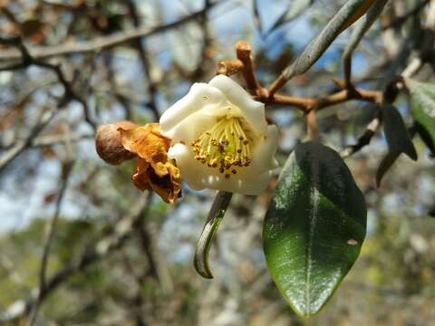 صورة Sarcolaena oblongifolia F. Gérard