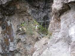 Image of Asclepias coulteri A. Gray