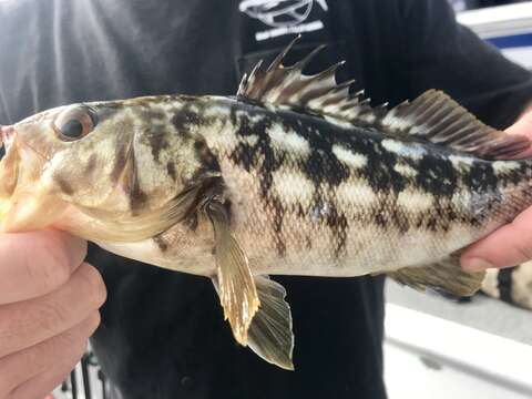 Image of Kelp bass