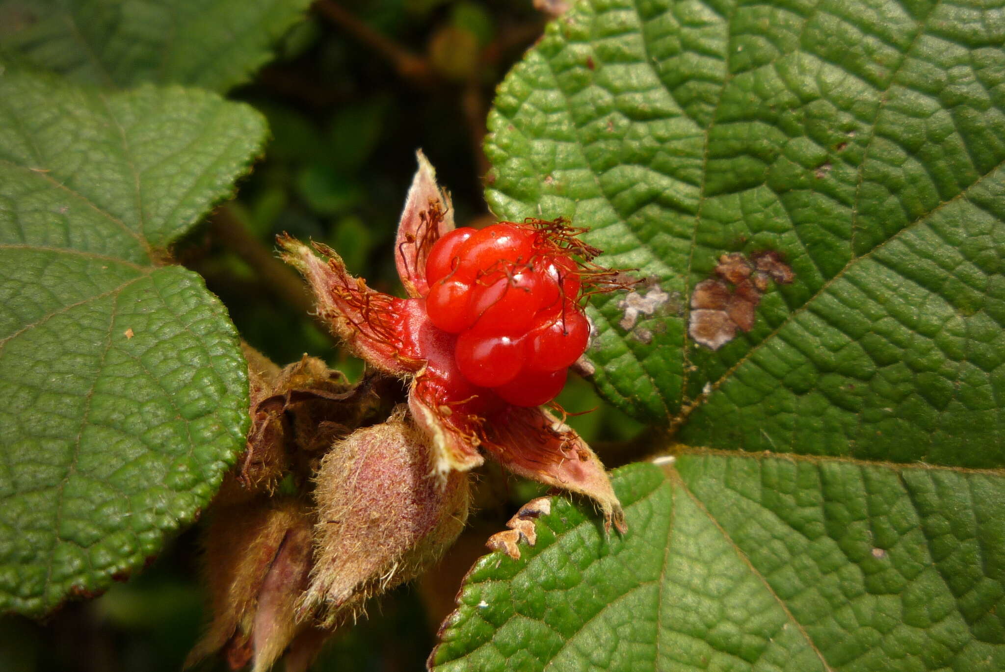 Image de Rubus buergeri Miq.