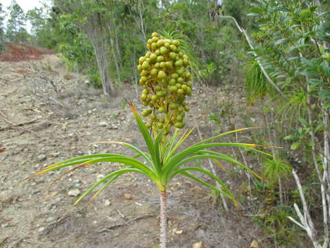 Image of Dracaena cubensis Vict.