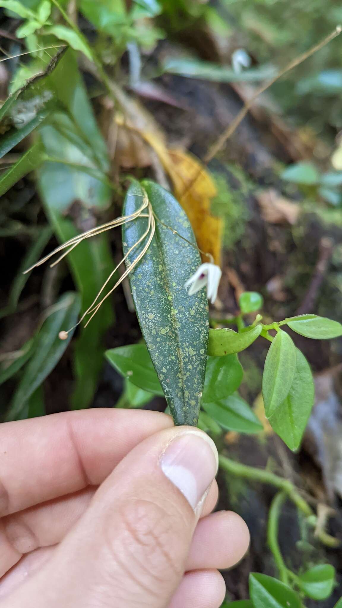 Image of Pleurothallis eumecocaulon Schltr.