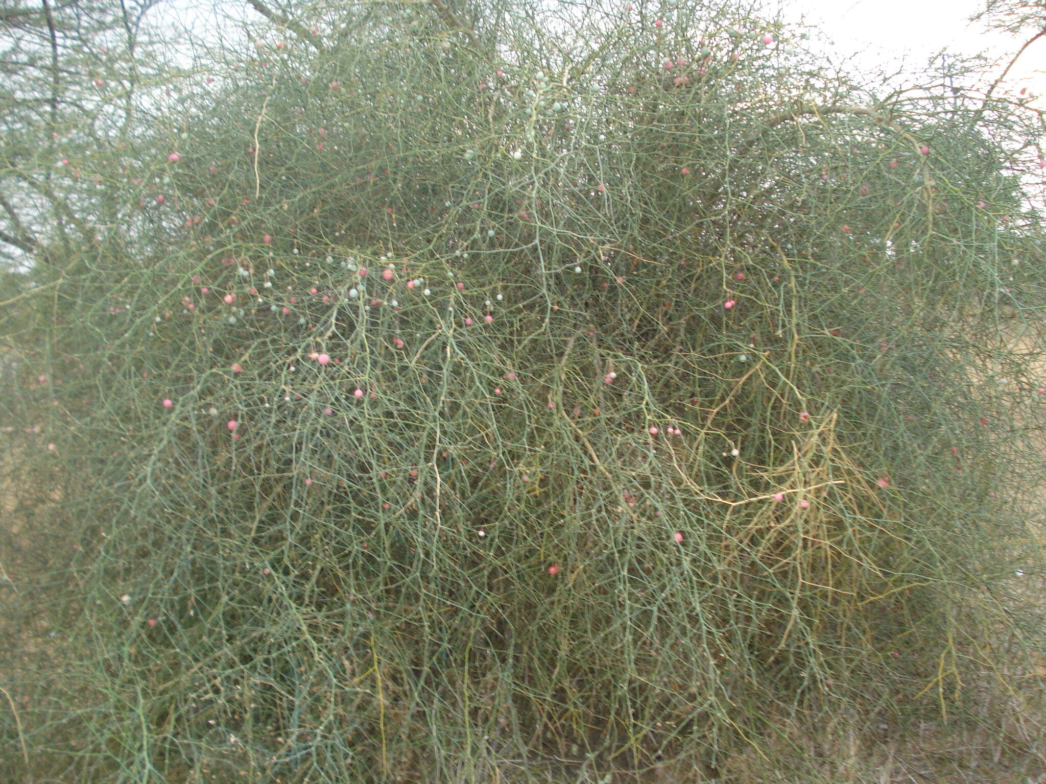 Image de Capparis decidua (Forsk.) Edgew.