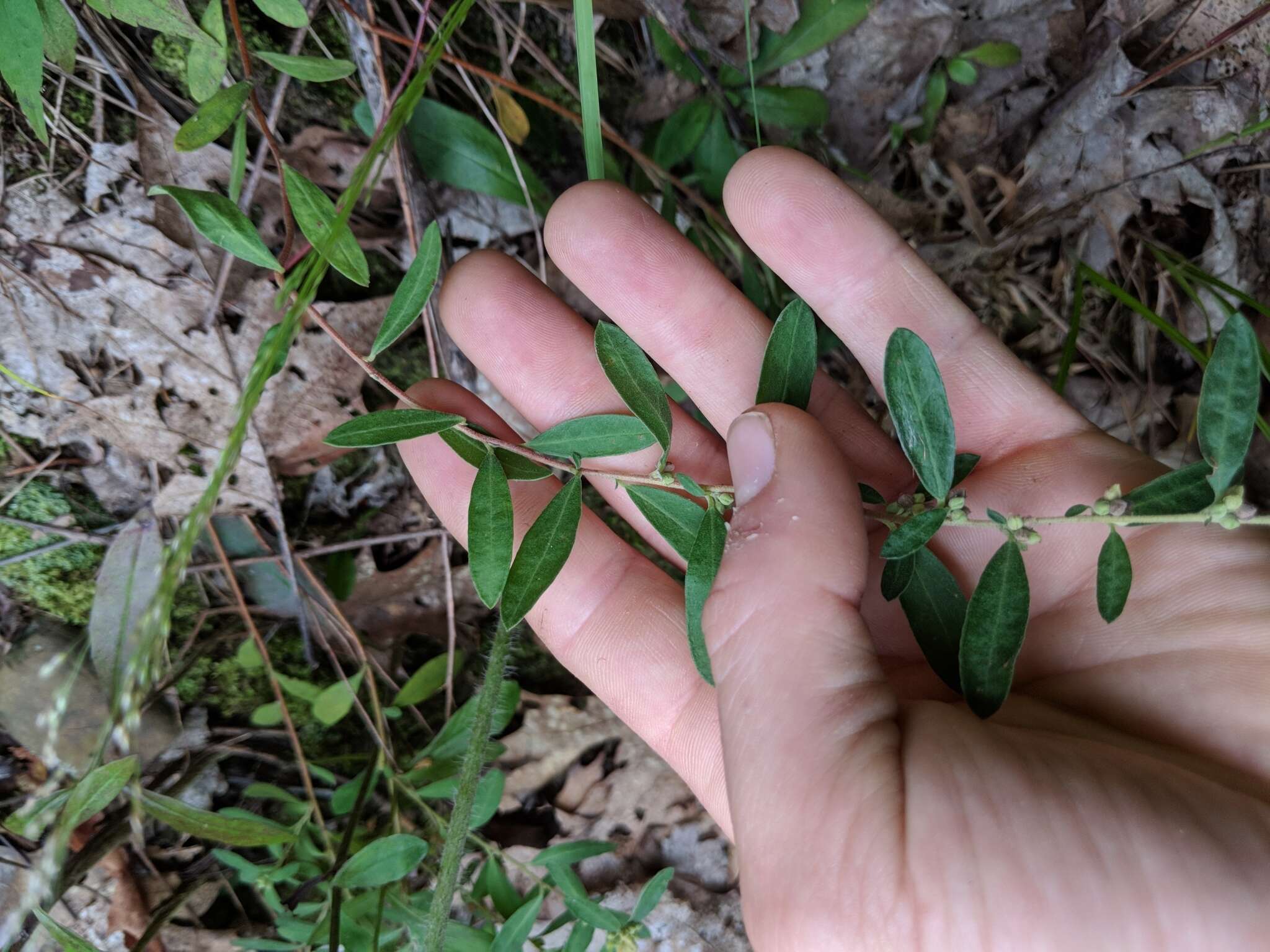 Image of hoary frostweed