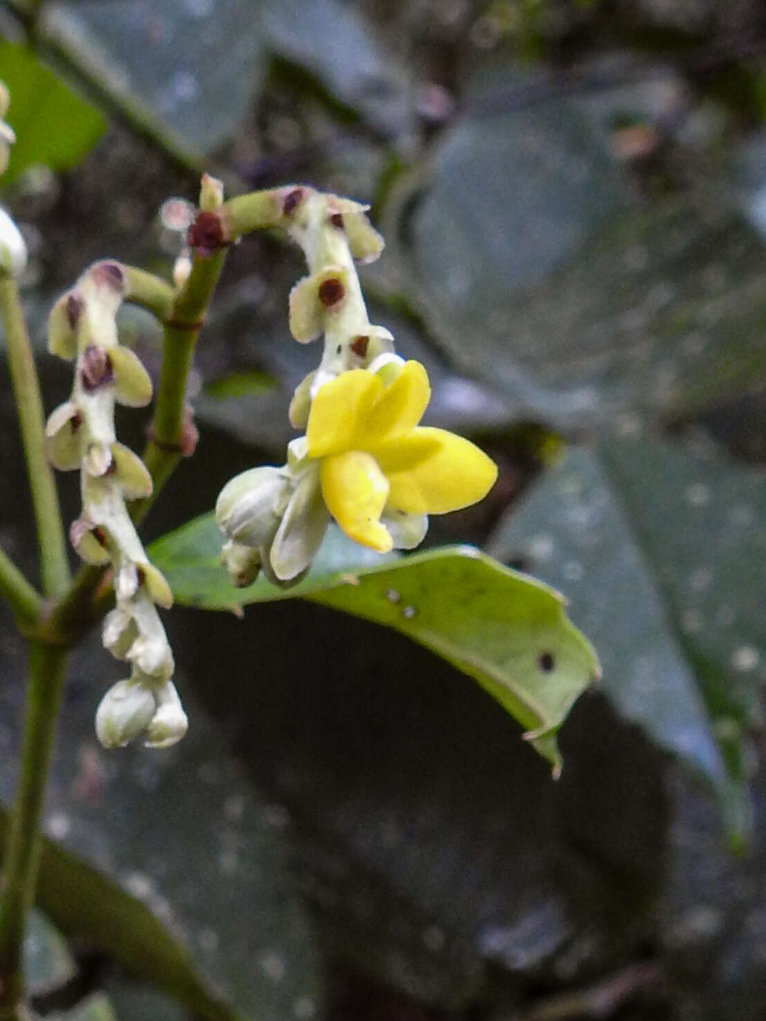 Plancia ëd Schumacheria castaneifolia Vahl