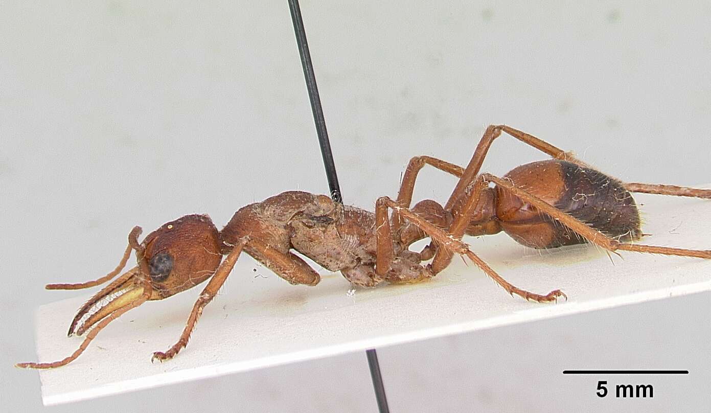 Image of Myrmecia gulosa (Fabricius 1775)