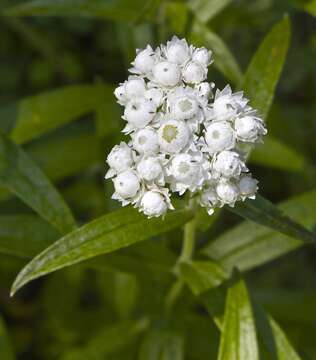 Image of Pearly Everlasting