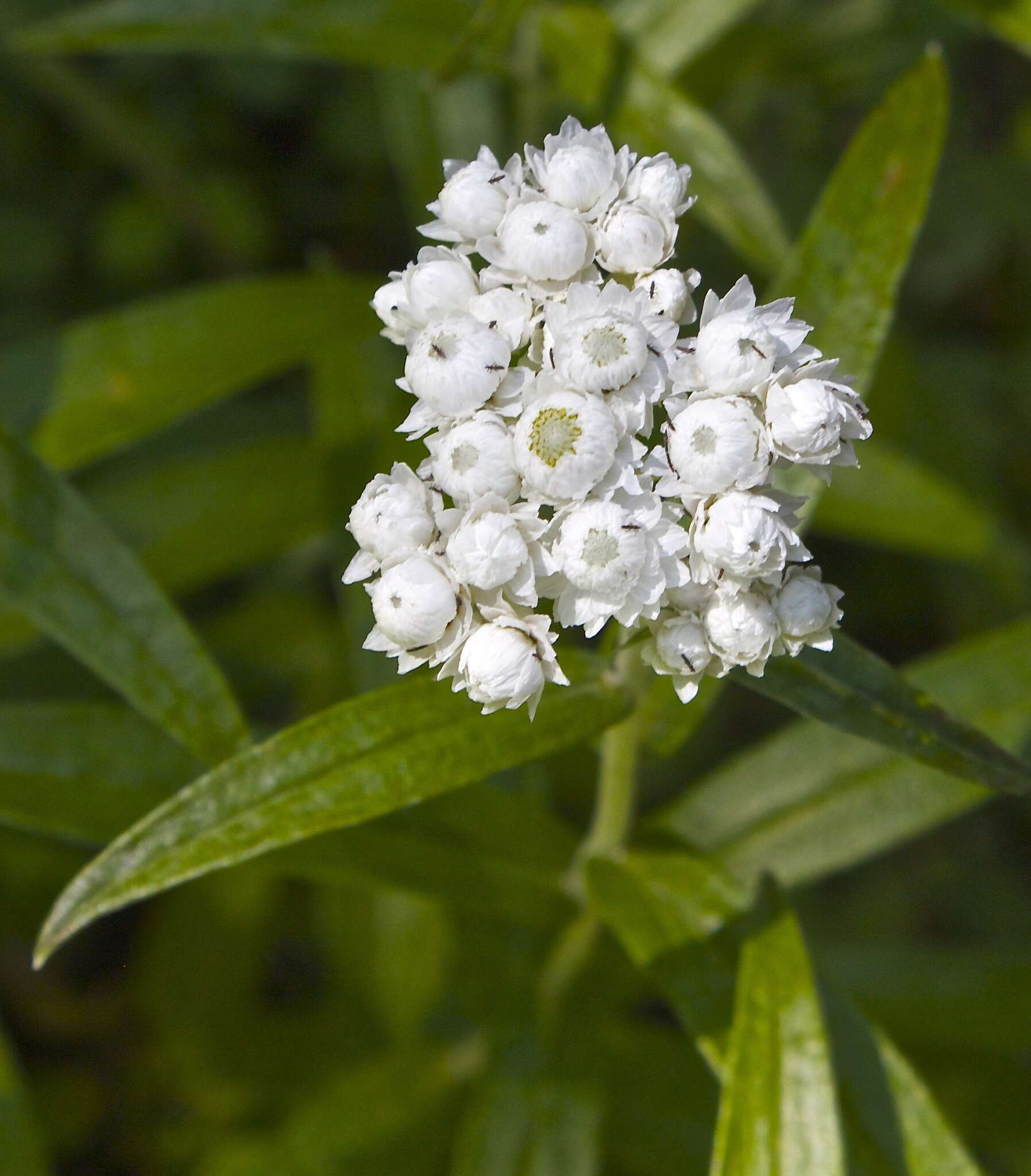 Imagem de Anaphalis margaritacea (L.) Benth.