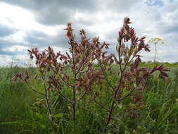 Слика од Onosma tinctorium M. Bieb.