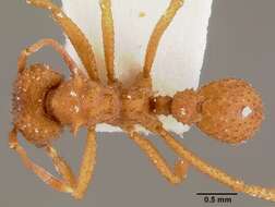 Image of Northern Fungus Farming Ant