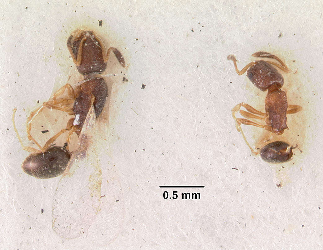 Image of Cardiocondyla nuda (Mayr 1866)