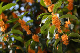 Imagem de Osmanthus fragrans Lour.