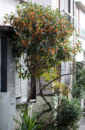 Imagem de Osmanthus fragrans Lour.