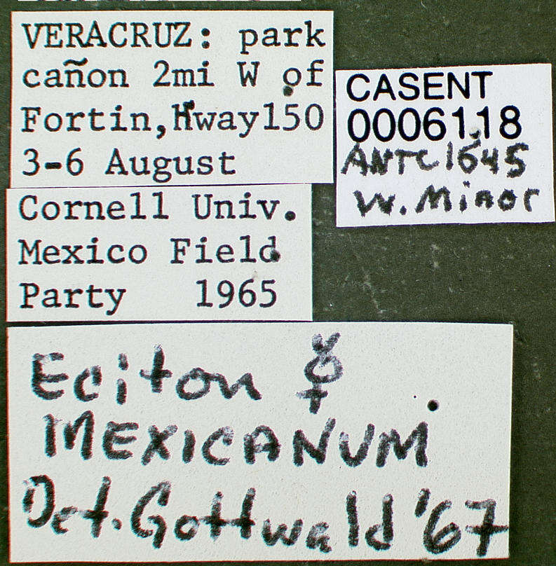 Image of Eciton mexicanum Roger 1863