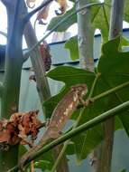 Image of Eastern Cape Dwarf Chameleon