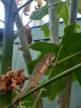 Image of Eastern Cape Dwarf Chameleon