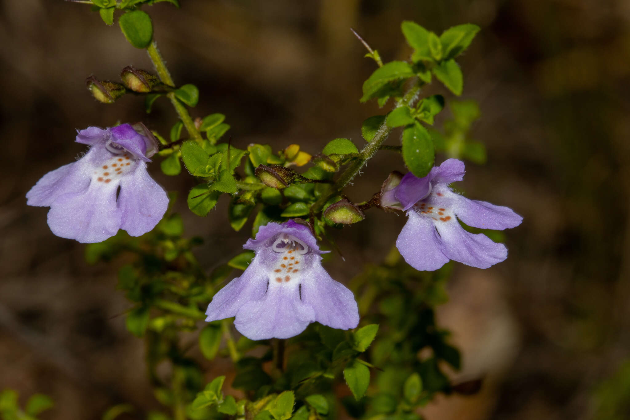 Prostanthera spinosa F. Muell. resmi