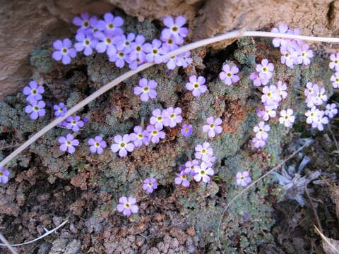 Image of Dionysia curviflora Bunge