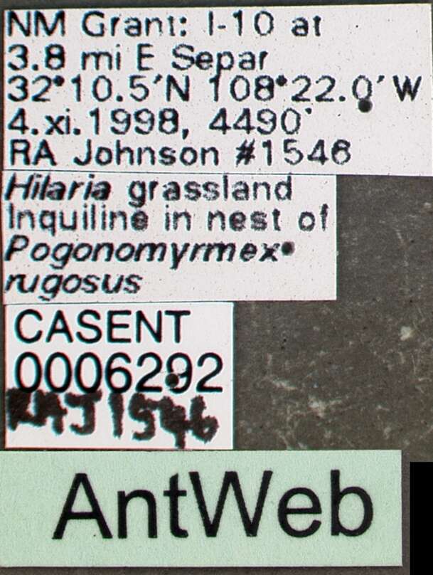 Image of Pogonomyrmex anergismus Cole 1954