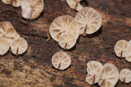 Image of Marasmius alveolaris Cleland 1927