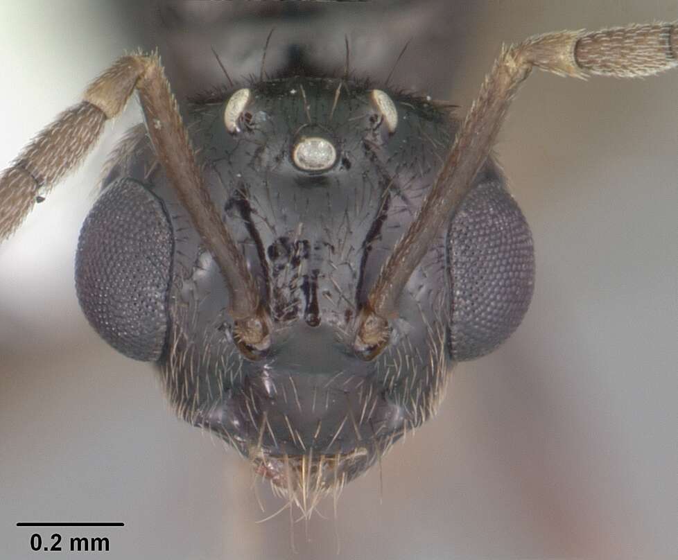 Image of False Honey Ant