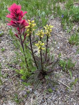 Image of Mt. Rainier lousewort