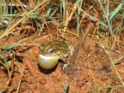 Image of Rhinella major (Müller & Hellmich 1936)