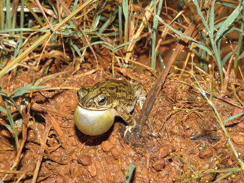 Image of Rhinella major (Müller & Hellmich 1936)